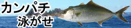 カンパチ 泳がせ特集トップ カンパチ 泳がせ特集トップ