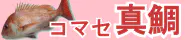 コマセ真鯛特集トップ コマセ真鯛特集トップ