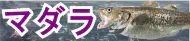マダラ特集トップ マダラ特集トップ