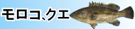 モロコ(クエ)特集トップ モロコ(クエ)特集トップ