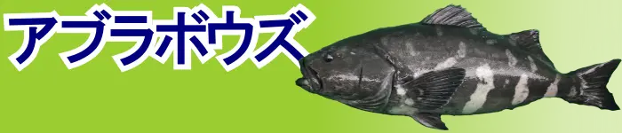 ベニアコウ特集